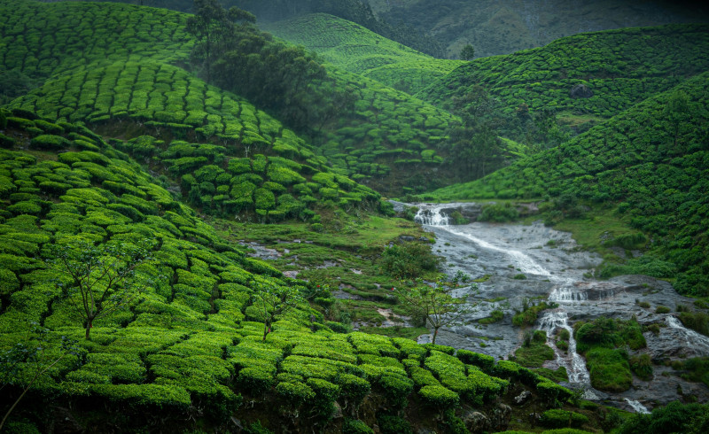  Relaxing Nature Escape (Munnar)